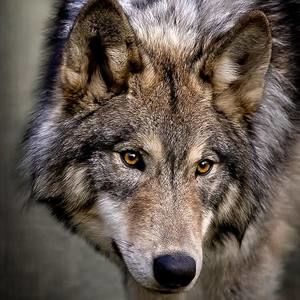 Meet your Posher, Curtis